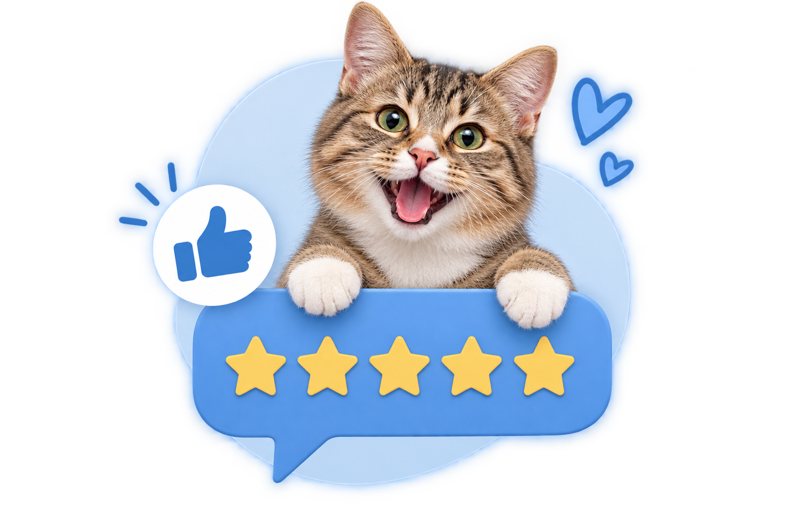 Happy cat at a five-star cat hotel with a five-star rating