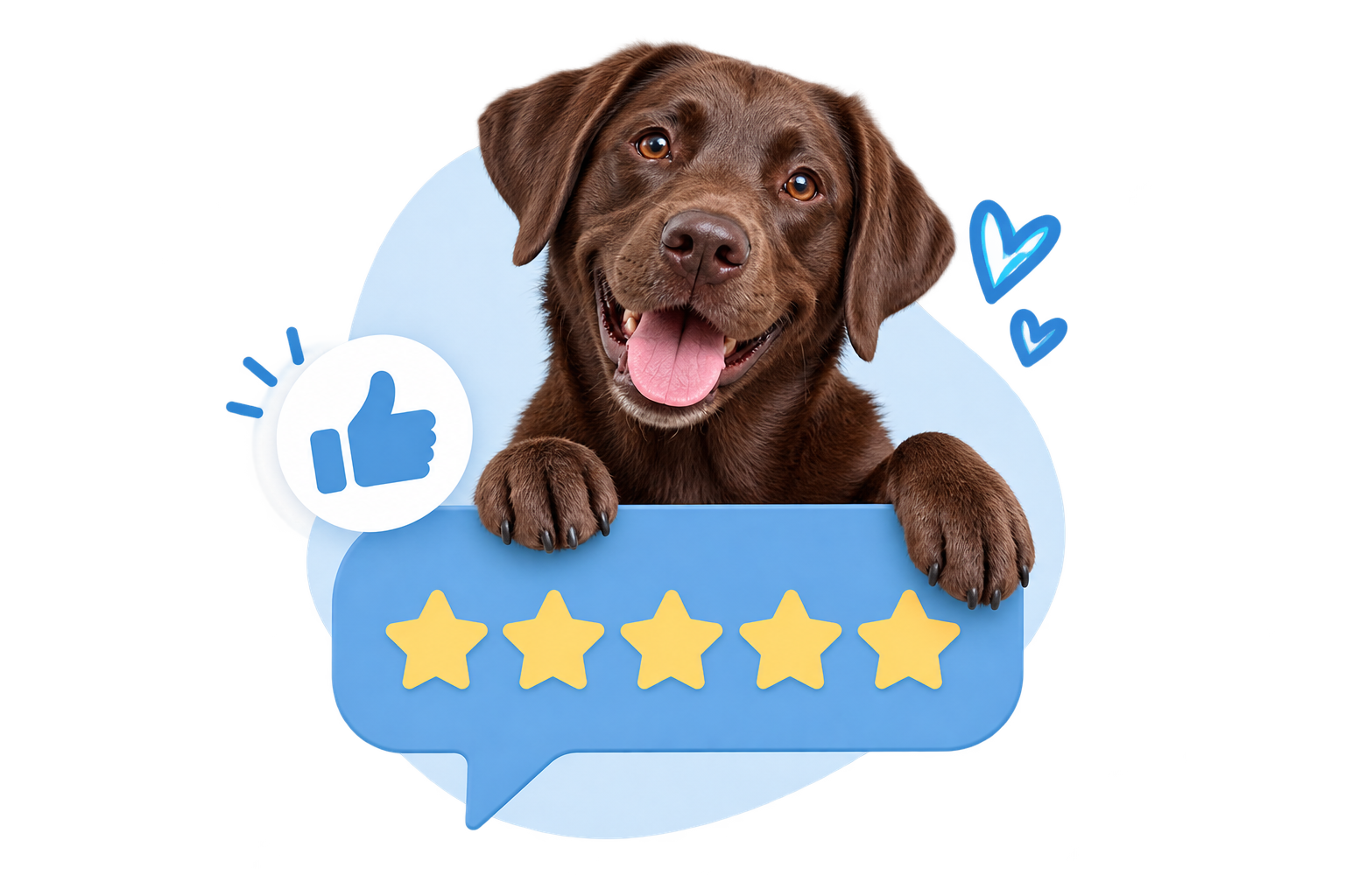 Cheerful dog with a five-star review rating for trusted dog boarding