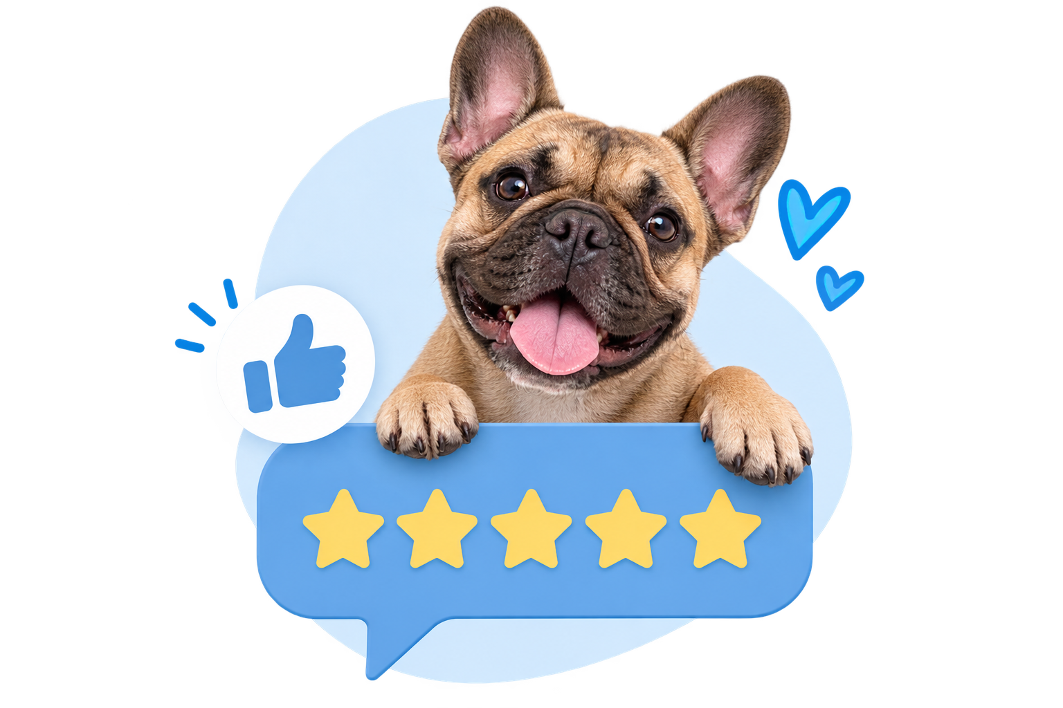 Happy dog enjoying a five-star rating for professional pet care