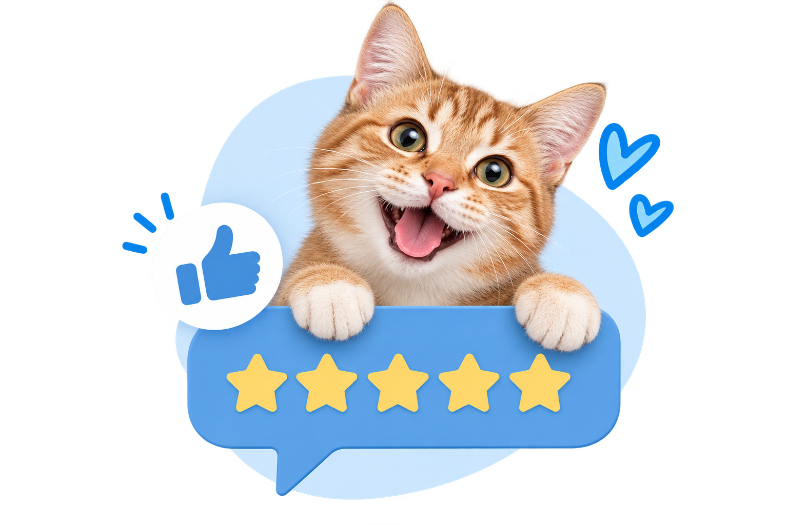 Cheerful cat with five-star review rating for professional cat boarding