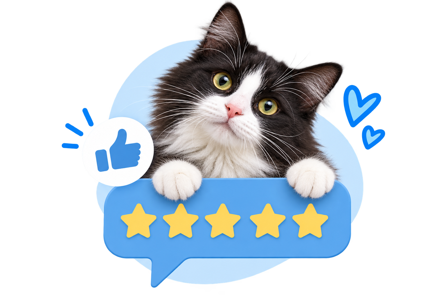 Happy tabby cat enjoying a five-star rating at a cat hotel